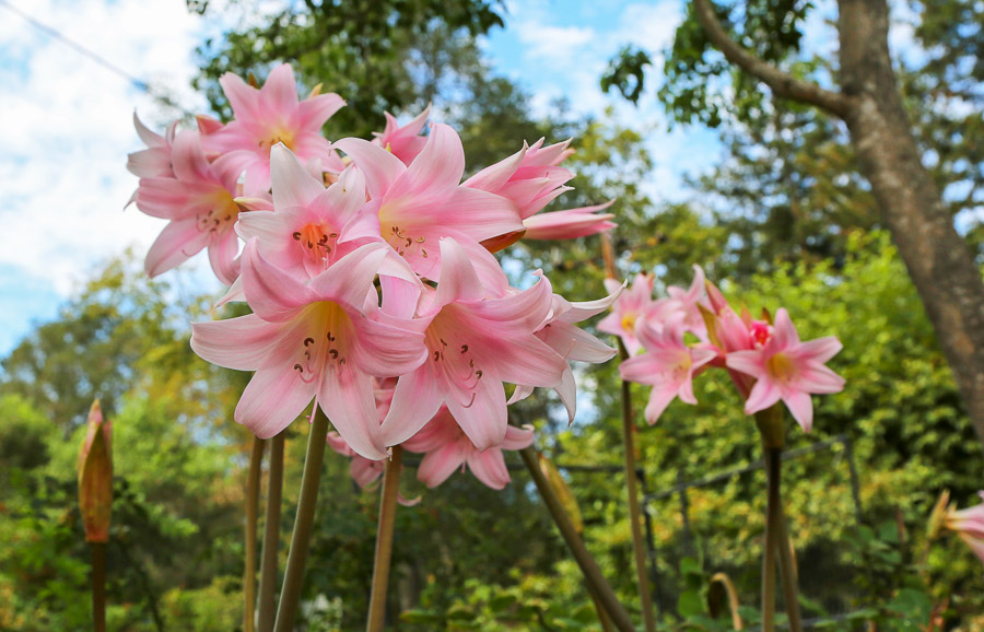 50 Best White Flowers and Flowering Shrubs for Your Garden 2024