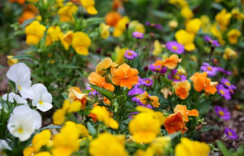 What's in Bloom - Descanso Gardens