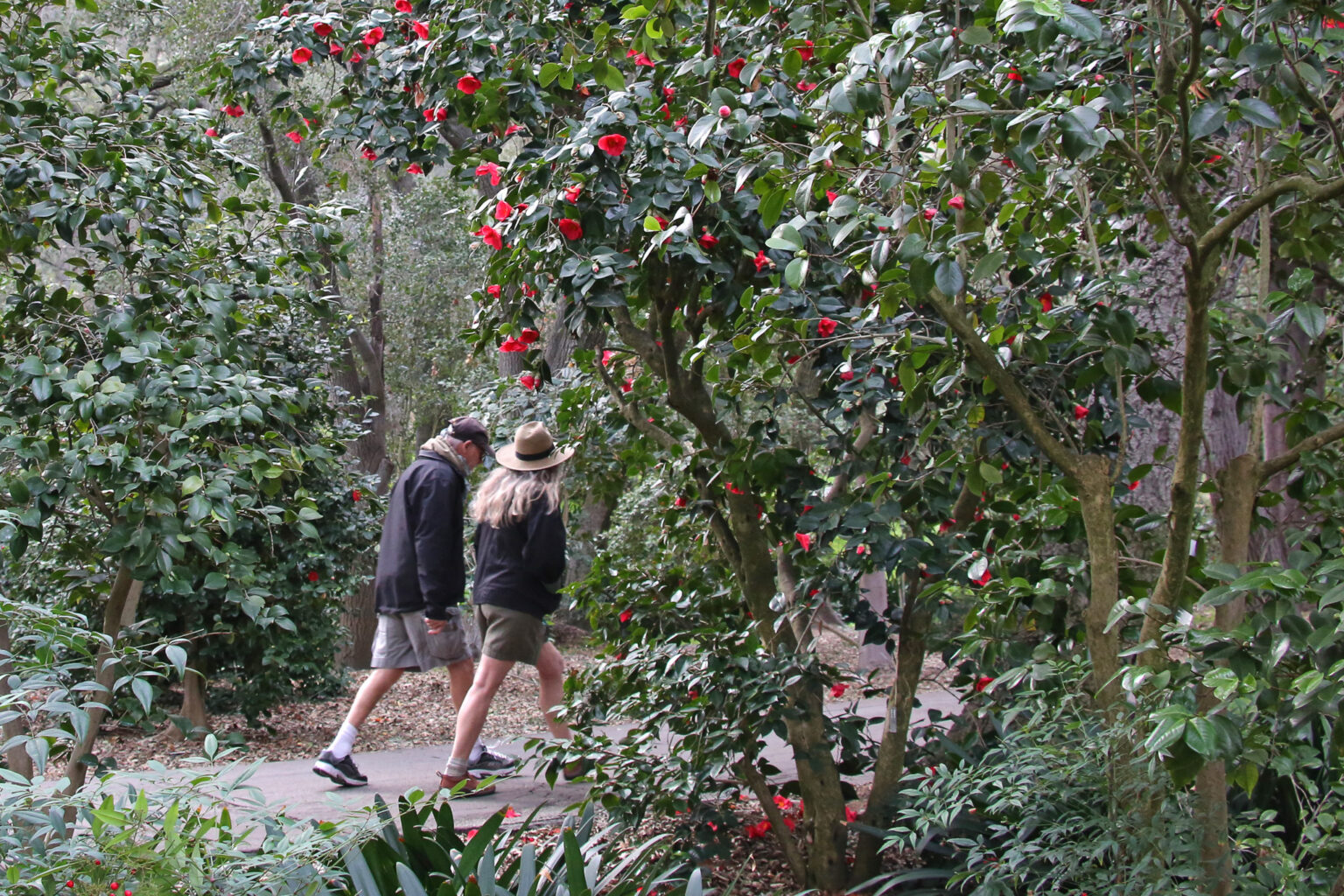 Adult Programs Calendar Descanso Gardens