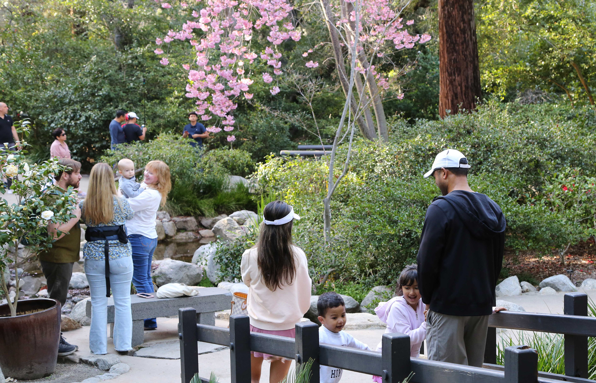 What's in Bloom - Descanso Gardens